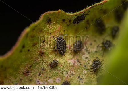 Tingidae Insect Nymphs Also Known As Lace Bugs On Holy Basil Leaf. These Insects Feed Underside Of L