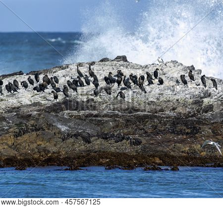 The Geyser Island In Gansbaai In South Africa Is Full Of Birds Located Near The Fynbos Coast In The