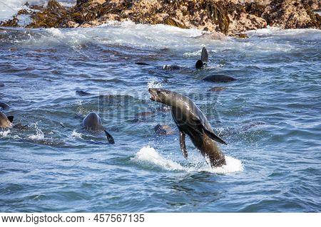 Seal Jumping In The Ocean Off Geyser Island In Gansbaai In South Africa Near The Coastline Of The Fy
