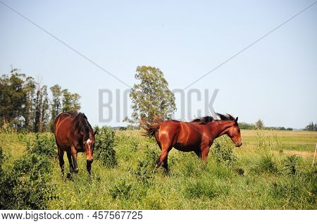A Couple Of Horses In The Countryside Of San Ramon, Canelones, Uruguay