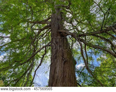 Beautiful Tall Tree With Green Leaves In Park, Low Angle View
