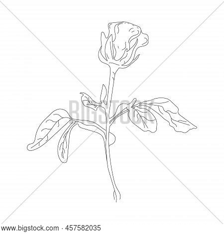Black Line Art Rose. Hand Drawn Flower. Hand Drawn Rose Flower