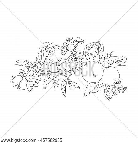 Apple And Fruit Isolated Line Art. Black Line Art And White Background