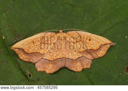 Closeup On A Bordered Beauty Geometer Moth, Epione Repandaria, Sitting With Open Wings On A Green Le