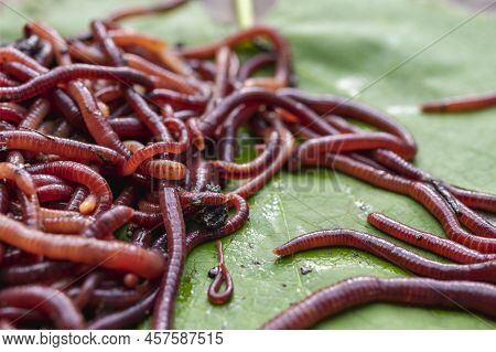 Breeding Red Worms Dendrobena. Fertile Soil. Natural Soil Improvement. Fishing Worms
