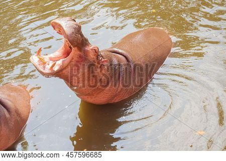 Common Hippopotamus (hippopotamus Amphibius) In The Zoo