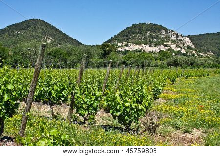 Provenï¿½al Vineyards