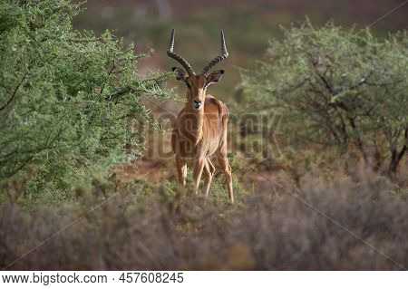 Impala (aepyceros Melampus)  Mokala National Park, South Africa