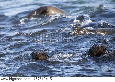 Seals Poking Their Heads Above The Water At Geyser And Dyer Island A Few Meters Off The Coastline Of