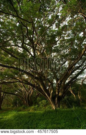 Shade Of Rain-tree Canopy Big Tree In The Forest