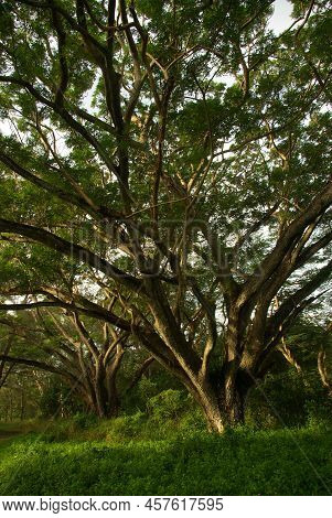 Shade Of Rain-tree Canopy Big Tree In The Forest