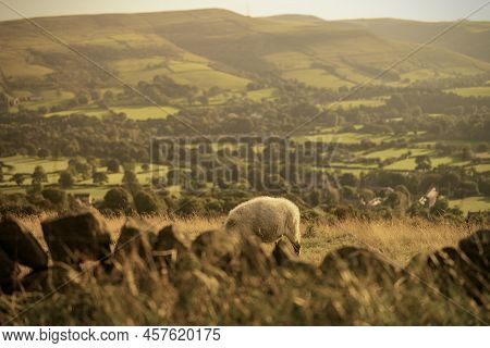 A Sheep Is Lowering Its Head Enjoying Grazing.