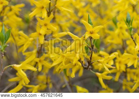 Werdenberg, Switzerland, March 29, 2022 Yellow Blossoms Of A Forsithia Plant In Spring Time