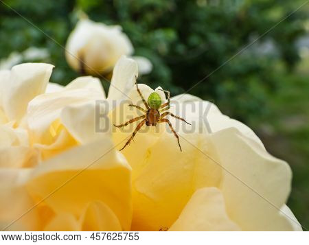 Close-up Of The Cucumber Green Spider (araniella Cucurbitina) On A Yellow Flower Petal Of A Rose In 