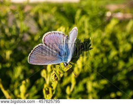 Close-up Of The Adult Common Blue Butterfly Or European Common Blue (polyommatus Icarus) Sitting On 