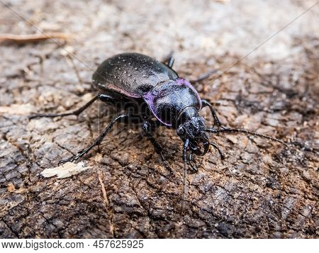 Macro Shot Of The Bronze Ground Beetle Or Bronze Carabid (carabus Nemoralis) - A Large, Black Ground