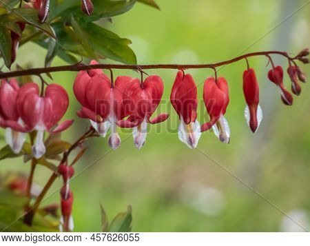 Bleeding Heart (dicentra Spectabilis) 'valentine' Flowering With Puffy, Dangling, Bright Red Heart-s