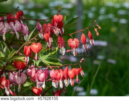 Bleeding Heart (dicentra Spectabilis) 'valentine' Flowering With Puffy, Dangling, Bright Red Heart-s