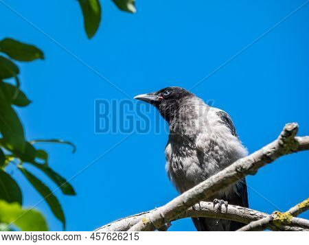 Close-up Shot Of The Juvenile Hooded Crow (corvus Cornix) With Dark Plumage And With Blue And Grey E