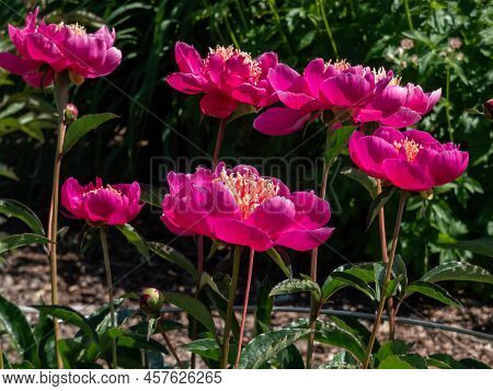 The Japanese Type Of Garden Peony Cultivar (paeonia Lactiflora) 'leslie Peck' With Deep Pink Guard P