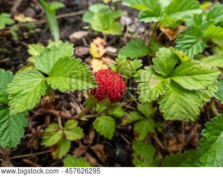 Mock, Indian Or False Strawberry (potentilla Indica) Or Backyard Strawberry With Red Fruit In The Ga