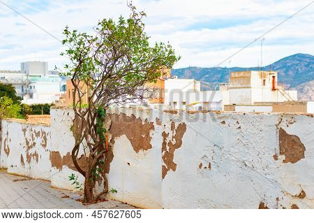 Tree By Shabby Fencing, Cartagena Architecture And Mountain View In Background, Spain