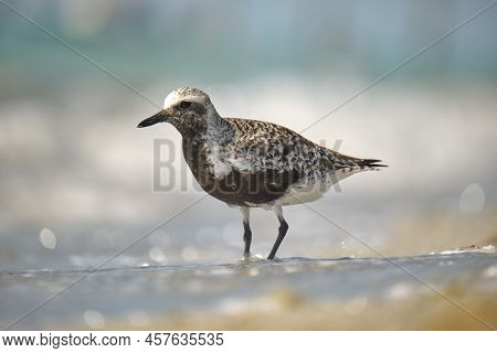 Black-bellied Plover Wild Sea Birdlooking For Food On Seaside In Summer
