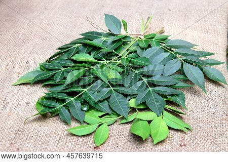 Neem Leaves On Jute Fabric Background. Neem's Scientific Name Is Azadirachta Indica. Neem Tree's Kno