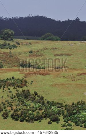 Lush Green Pine Forest And Rolling Meadows From 6th Mile View Point Near Ooty Hill Station, Located 