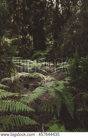 Tropical Flora And Forest Plants With High Trees And Dark Shadows In Background - Concept Of Beauty 