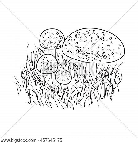 Mushrooms Line Art. A Symbol Of The Autumn, Forest, And Harvest. Black Mushroom Illustration.