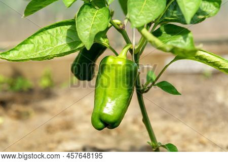 Sweet Green Pepper Growing In The Vegetable Garden. Ripe Bell Pepper In The Garden. Cultivation Of V