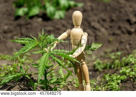 Bush Green Marijuana. Cannabis Plantation In Sunlight. Wooden Mannequin Harvesting Concept. Selectiv