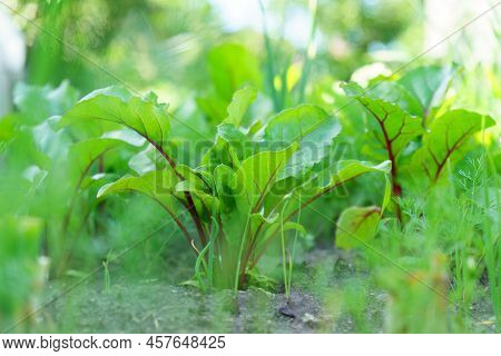 Sprouted Chard Growing In The Vegetable Garden. Chard Leaf In Farming And Harvesting