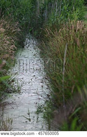 Little Streamlet Between Meadows With Greens At The Side