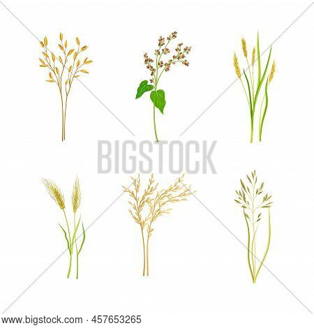 Set Of Cereal Plants. Rye, Oat, Buckwheat Spikelets Of Organic Crops Vector Illustration