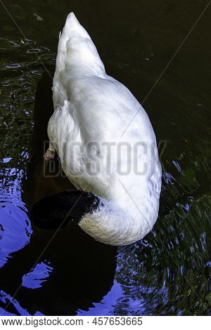 Black-necked Swan (cygnus Melancoryphus) Is The Largest Waterfowl Native To South America - Ecuador