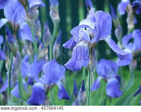 Blue Irises (iridaceae) Bloom In July In The Garden