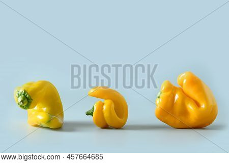 Abnormal Ugly Organic Yellow Peppers On Blue. Close Up.