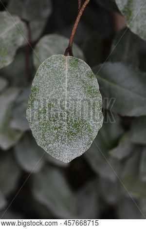 Ebbinges Silverberry Branch With Leaves In The Summer