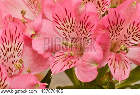 Flower Peruvian Lily Alstroemeria (latin Alstroemeria)