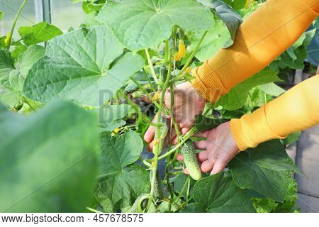 Woman Farmer Hands With Young Cucumbers At Farm Greenhouse. Organic Farming, Local Biofarm, Sustaina