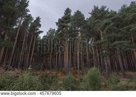Forest Of Scots Pine Tree, Pinus Sylvestris. Photo Taken In The Hueco De San Blas Valley, A Very Pop
