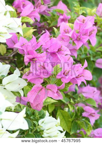 Pink And White Bougainvillaea Is Blooming