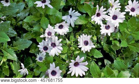 Closeup Of Beautiful White Flowers Of Dimorphotheca Pluvialis Also Known As Cape Rain Daisy, Marigol