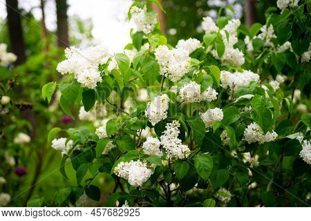 Syringa Meyeri Palibin, Korean Lilac. Lilac White Flower. Lilac Flowers Bunch.
