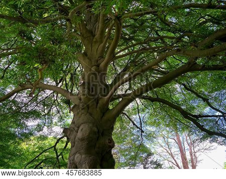 Beautiful Tall Tree With Green Leaves In Park, Low Angle View