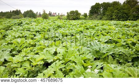 Sosnowsky's Hogweed. Heracleum Sosnowskyi. Large Green Leaves Of Hogweed On A Sunny Day. Hogweed Bus