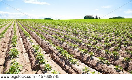 Green Field Of Potato Crops In A Row. Potato Plantations Grow In The Field On A Spring Sunny Day. Or