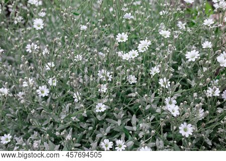 Cerastium Tomentosum - Herbaceous Perennial With Felty Foliage And White Flowers, Often Used As Grou